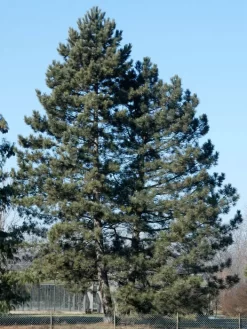 Pinus Nigra Austriaca, Ăsterreichische Schwarz-Kiefer