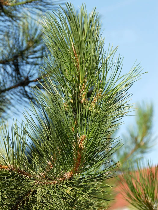 Pinus Nigra Austriaca, Österreichische Schwarz-Kiefer 2 Pinus Nigra Austriaca, Österreichische Schwarz-Kiefer – Bild 2