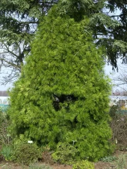 Sciadopitys Verticillata, Japanische Schirmtanne