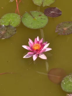 Nymphaea Hybride Aurora, Seerose, Teichrose