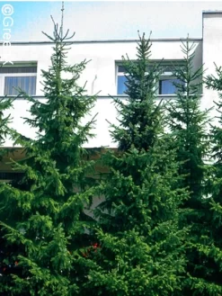 Picea Omorika, Serbische Fichte -Gartenpflanzen Verkauf serbische fichte 41310 2 1280x1280