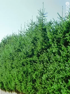 Picea Omorika, Serbische Fichte