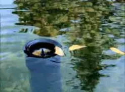 AquaSkim 40, Oberflächenabsauger Von OASE (Art.Nr.56907) -Gartenpflanzen Verkauf skimmer j 1280x1280