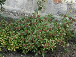Skimmia Japonica, Frucht-Skimmie -Gartenpflanzen Verkauf skimmia japonica 1280x1280