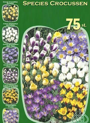 Botanische Krokus-Prachtmischung (Art.Nr. 598226) 1 Botanische Krokus-Prachtmischung (Art.Nr. 598226)