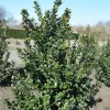 Ilex Meserveae Blue Prince, Stechpalme