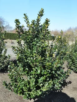 Ilex Meserveae Blue Prince, Stechpalme