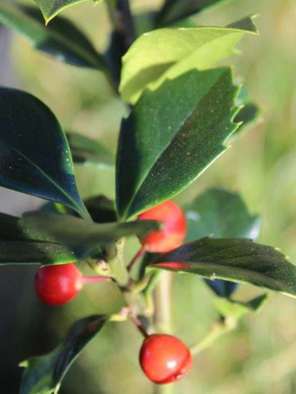 Ilex Meserveae 'Heckenfee', Stechpalme 2 Ilex Meserveae 'Heckenfee', Stechpalme – Bild 2