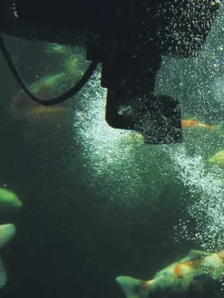 SwimSkim 50 Von OASE (Art.Nr.50170) -Gartenpflanzen Verkauf swimskim2 1280x1280