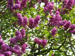 Syringa Vulgaris 'Charles Joly', Edel-Flieder -Gartenpflanzen Verkauf syringa charles joly 1280x1280