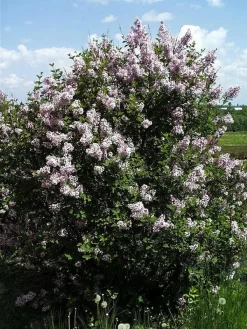 Syringa Meyeri 'Josee', Zwergflieder