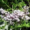 Syringa Meyeri 'Palibin', Zwerg-Duftflieder