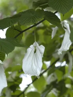 Davidia Involucrata Vilmoriniana, Taschentuchbaum -Gartenpflanzen Verkauf taschentuchbaum bluete 1280x1280