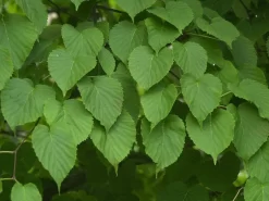 Davidia Involucrata Vilmoriniana, Taschentuchbaum -Gartenpflanzen Verkauf taschentuchbaum laub 1280x1280
