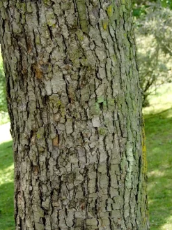 Davidia Involucrata Vilmoriniana, Taschentuchbaum -Gartenpflanzen Verkauf taschentuchbaum 1280x1280