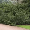 Taxus Baccata 'Dovastoniana', Adlerschwingen-Eibe