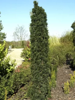 Taxus Baccata 'Fastigiata Robusta'