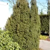 Taxus Baccata 'Overeynderi'