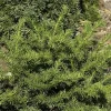 Taxus Baccata 'Repandens', Tafel-Eibe