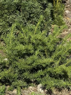 Taxus Baccata 'Repandens', Tafel-Eibe