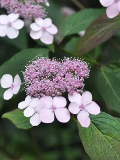 Hydrangea Serrata Acuminata, Teller-Hortensie