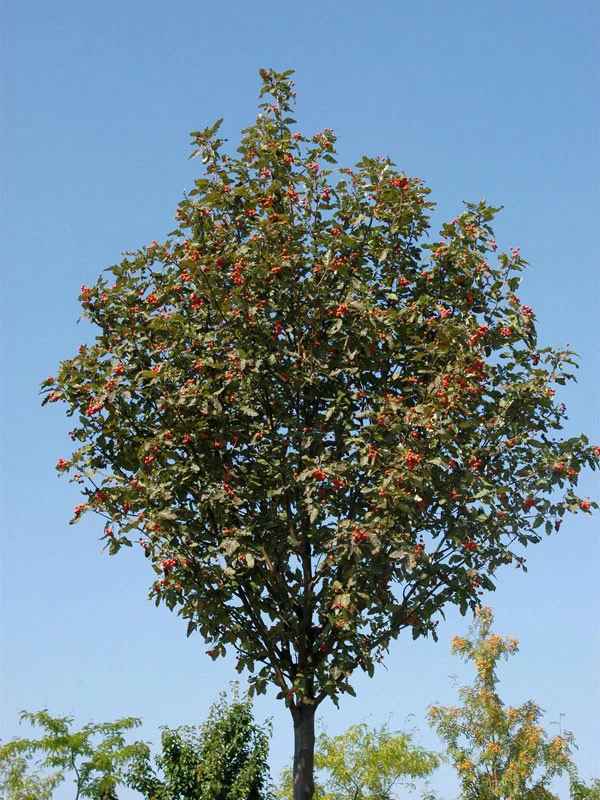 Sorbus Thuringiaca 'Fastigiata', Thüringische Säulen-Eberesche - Hochstamm 3 Sorbus Thuringiaca 'Fastigiata', Thüringische Säulen-Eberesche - Hochstamm – Bild 3
