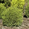 Thuja Occidentalis 'Danica', Zwerg-Kugellebensbaum