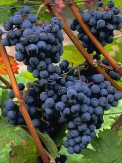 Tafel- Und Weintraube Dornfelder