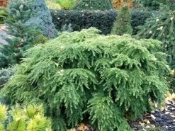 Tsuga Canadensis 'Jeddeloh', Zwerg-Hemlocktanne -Gartenpflanzen Verkauf tsuga jeddeloh strauch 1280x1280