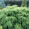 Tsuga Canadensis 'Jeddeloh', Zwerg-Hemlocktanne