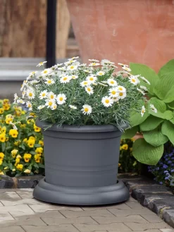 Untersetzer Mit Rollen 6 Untersetzer Mit Rollen -Gartenpflanzen Verkauf untersetzer rollen stimmung 1280x1280