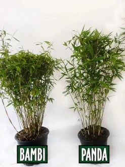 Fargesia Murielae 'Panda', Schirmbambus 5 Fargesia Murielae 'Panda', Schirmbambus -Gartenpflanzen Verkauf vergleich bambus panda bamb5a30ecb28375a 1280x1280