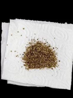 Aphidoletes-Gallmücke (Art.Nr. KB4046) -Gartenpflanzen Verkauf versand aphidoletes muecke 80529 2 1280x1280