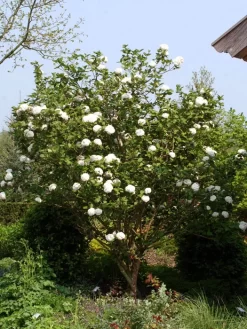 Viburnum Carlcephalum, Großblumiger Duft-Schneeball -Gartenpflanzen Verkauf viburnum carlcephalum strau 1280x1280