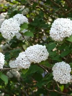 Viburnum Carlcephalum, Großblumiger Duft-Schneeball