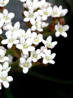Viburnum Davidii, Kissenschneeball