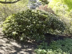 Viburnum Davidii, Kissenschneeball 5 Viburnum Davidii, Kissenschneeball -Gartenpflanzen Verkauf viburnum davidii 1280x1280