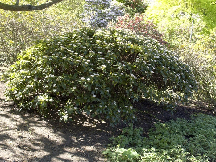 Viburnum Davidii, Kissenschneeball 3 Viburnum Davidii, Kissenschneeball – Bild 3