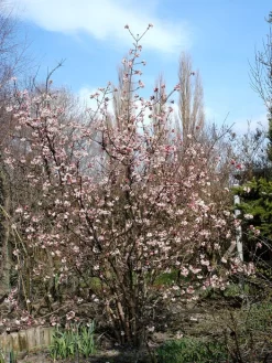 Viburnum Bodnantense 'Dawn', Winterschneeball