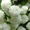 Viburnum Opulus 'Roseum', Echter Schneeball