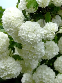 Viburnum Opulus 'Roseum', Echter Schneeball