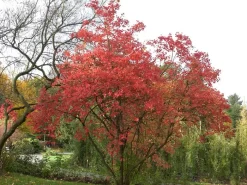 Viburnum Opulus 'Roseum', Echter Schneeball -Gartenpflanzen Verkauf viburnum roseum55599e9c5d844 1280x1280