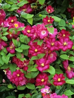 Clematis 'Ville De Lyon'