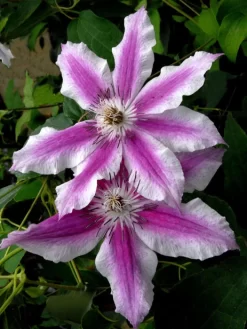 Clematis 'Carnaby'