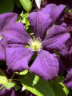 Clematis Viticella 'Etoile Violette'