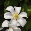 Clematis Viticella 'Huldine'