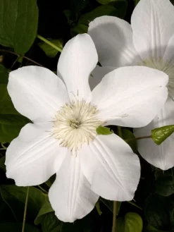 Clematis 'Madame Le Coultre'