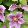 Clematis 'Piilu'