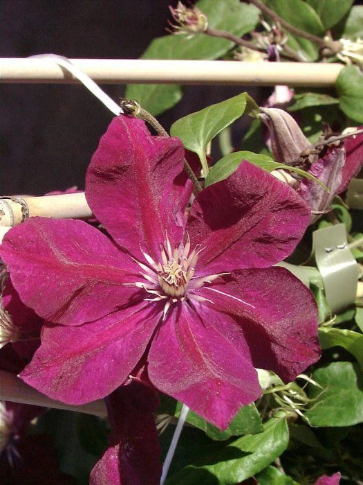 Clematis 'Rouge Cardinal' 1 Clematis 'Rouge Cardinal'
