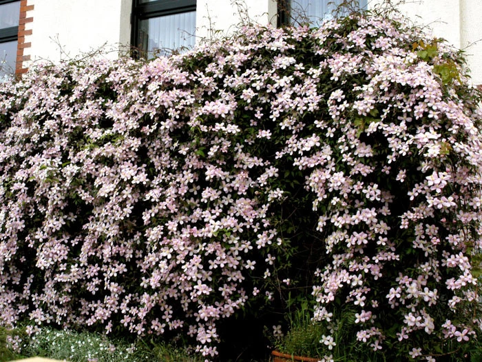 Clematis Montana 'Rubens', Anemonenwaldrebe 2 Clematis Montana 'Rubens', Anemonenwaldrebe – Bild 2